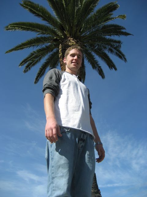 Palm Tree