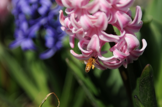 dsc_3456.jpg