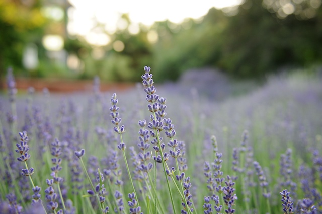 Lavender Fields Lavender Fields
